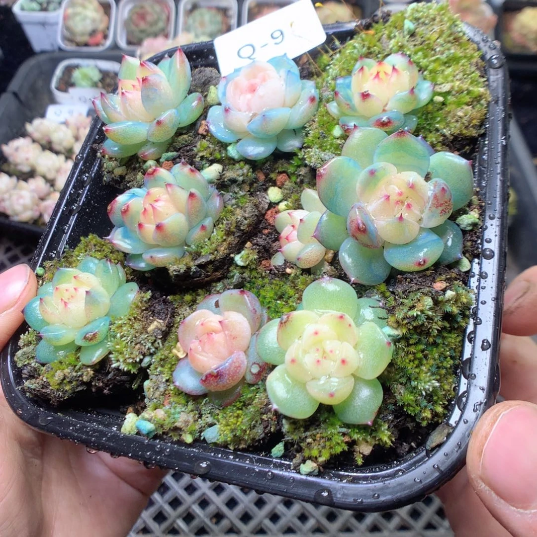 无花朵Q9。yyyyyyyy