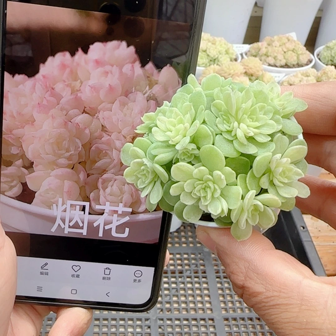 1109-137（烟花）优选