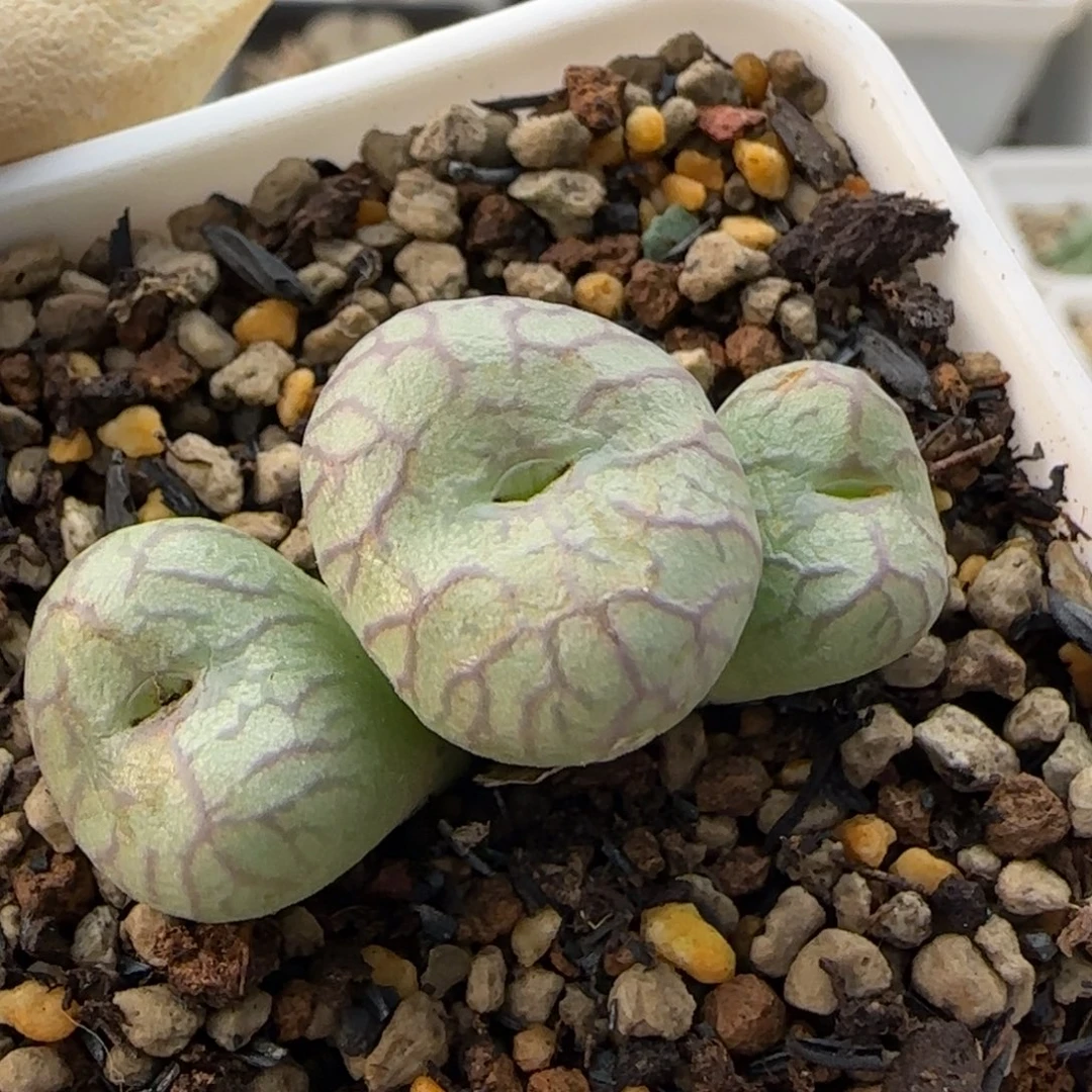 12-16-3-5当天满38包邮大型送奶工杂交1.8cm脱土