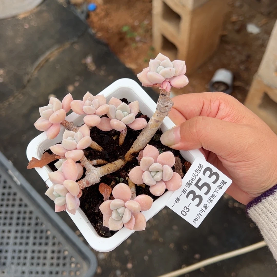 孤品多肉多多肉多肉