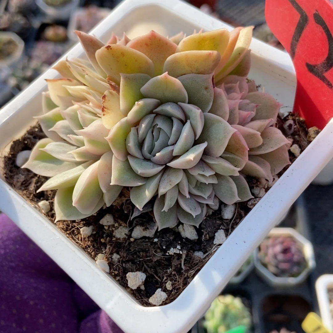 720盎司诺锦多肉植物