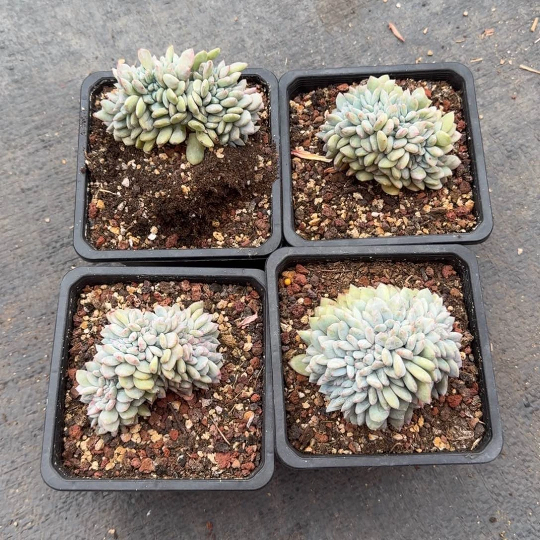 L**k4颗一起一物一拍的