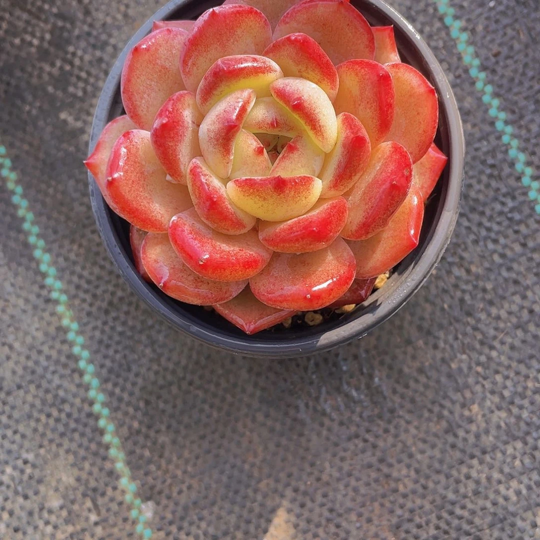 1062号 胖体夜魔侠多肉