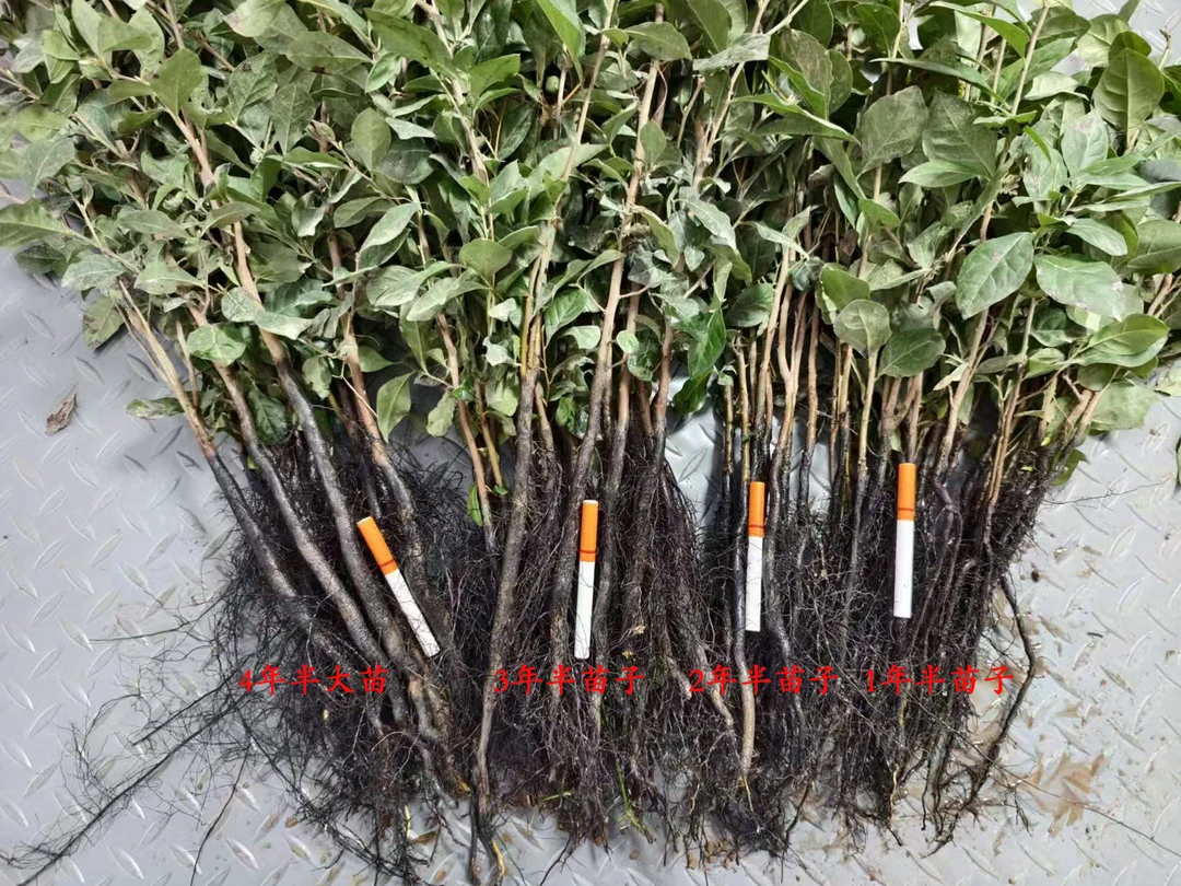 老鸦柿原生品种混合籽播苗嫁接砧木直接拍