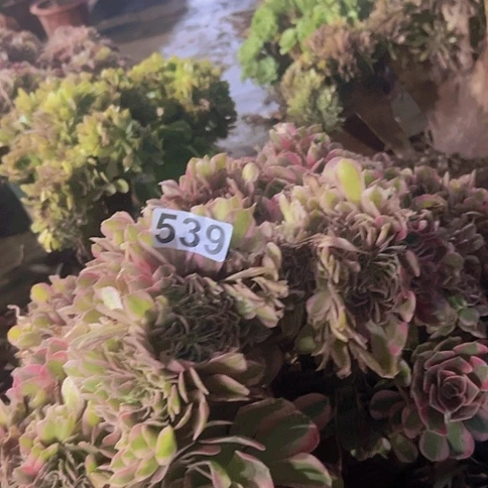 多肉植物一个香非