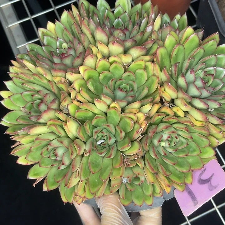 两单包邮，一物一拍，31冬云