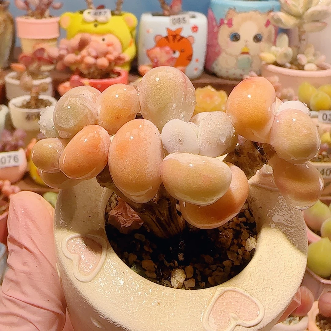 T肥肥蛋黄奶盆口3.5cm