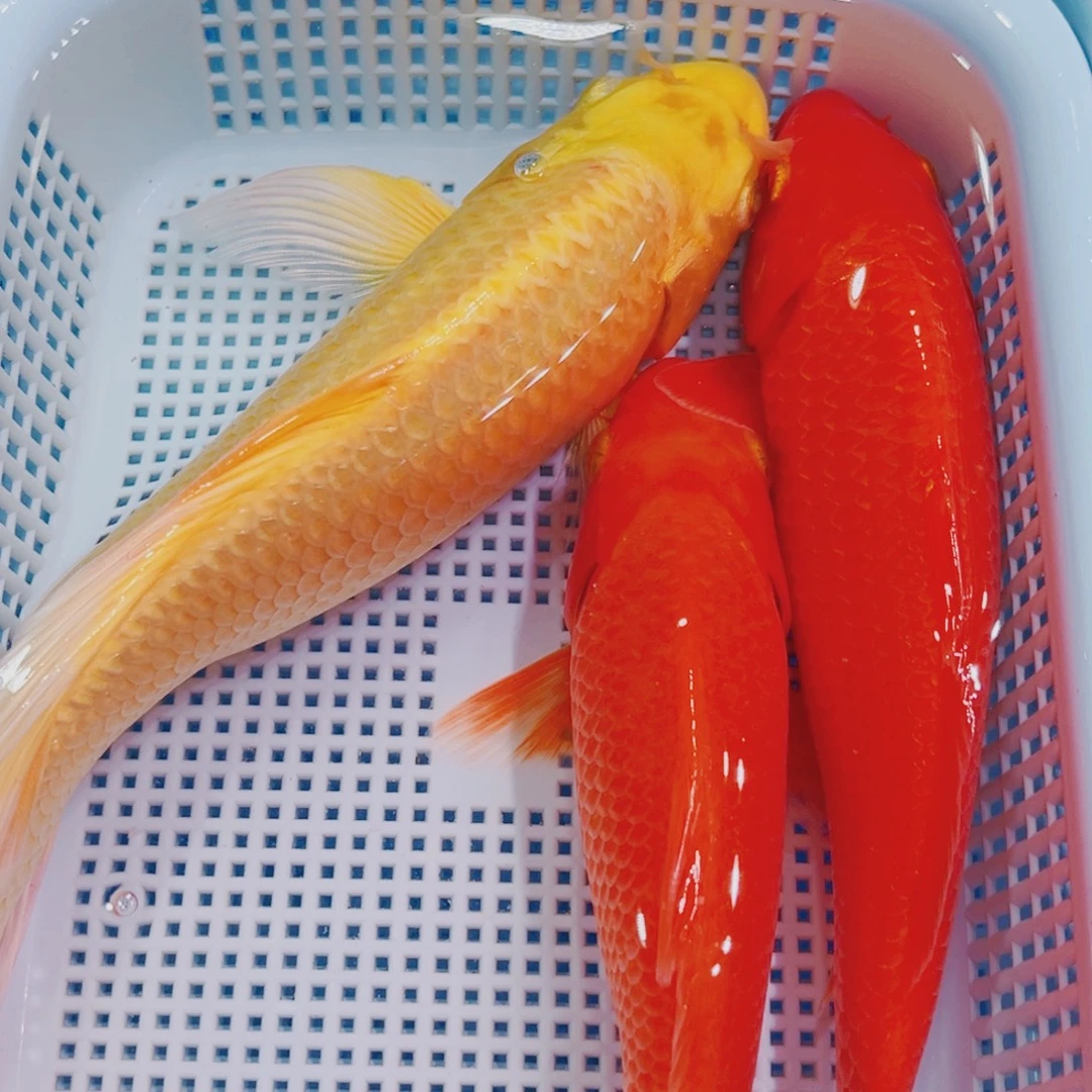 锦鲤锦鲤观赏冷水16-18 2介子1黄