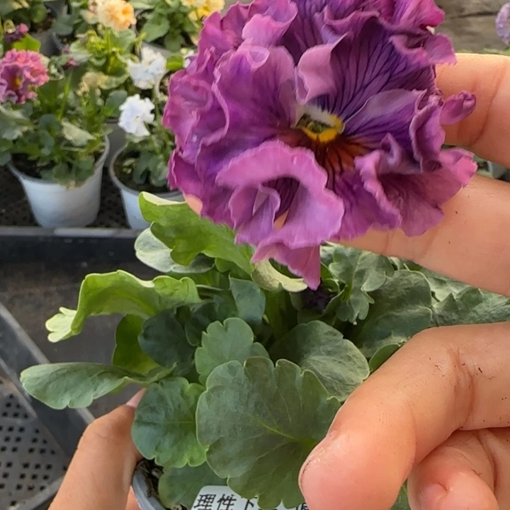 无花朵L472小苗默认苗晃零下5勿拍