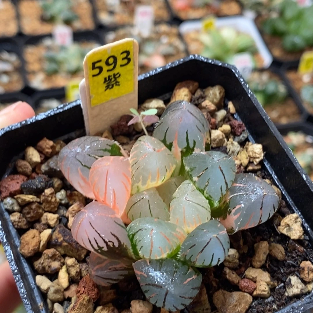 593oh玉露多肉植物