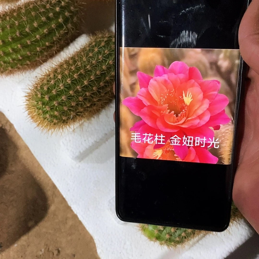 金妞时光/侧芽歪20包邮/10公分高