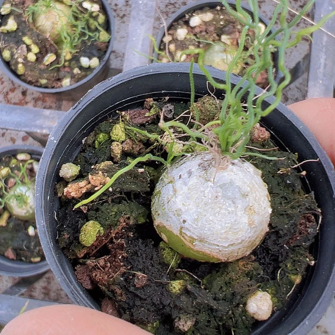 海葱19包邮多肉植物