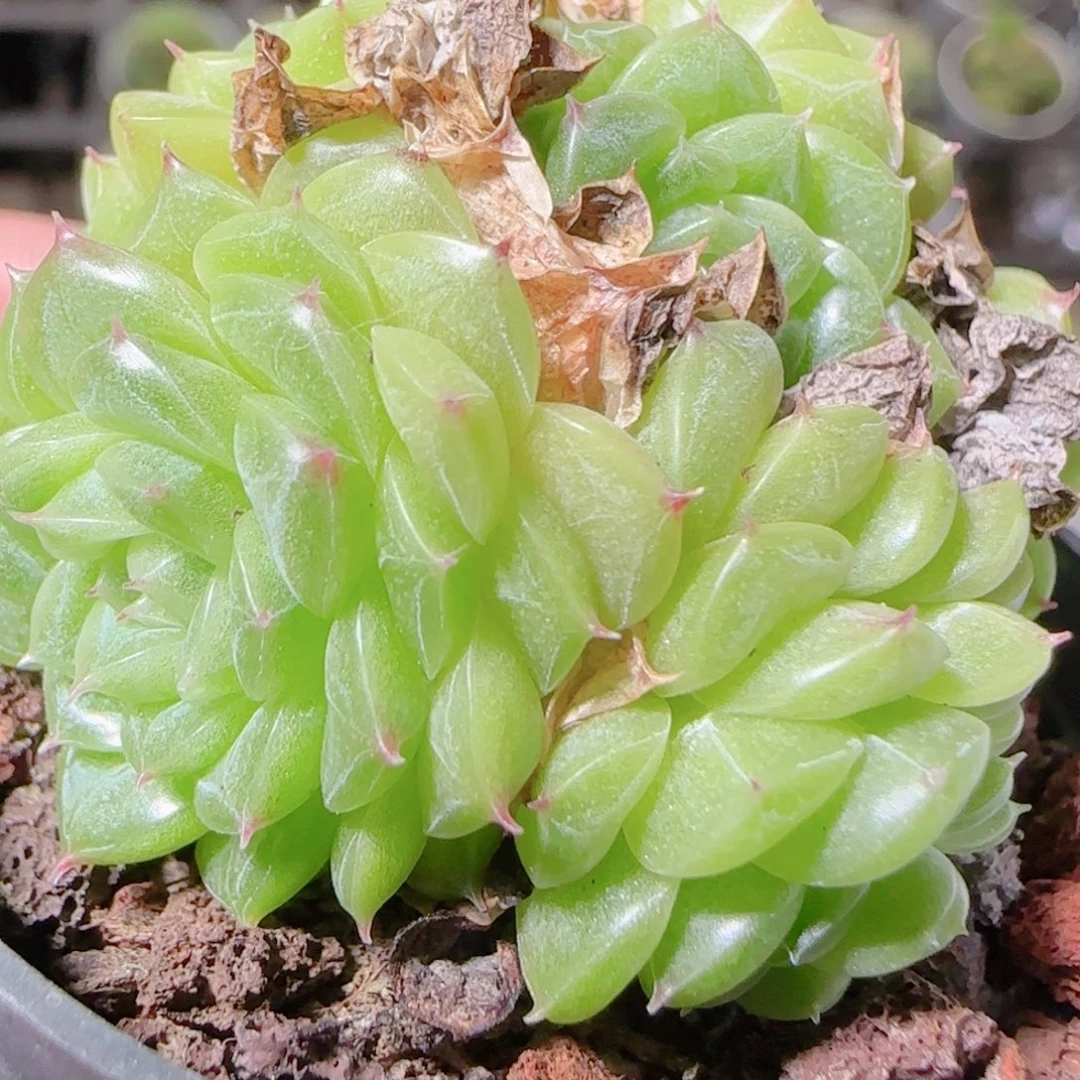 花语逸镜1103-506散