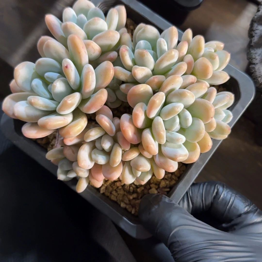 米雪1111111111111111111