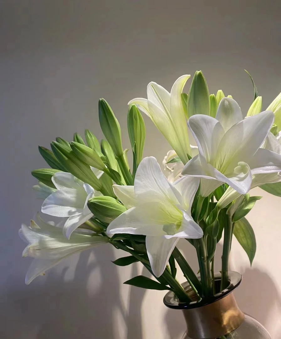 卡莉白铁炮 单瓣香水百合  任意2单顺丰/德邦 云南鲜花直发