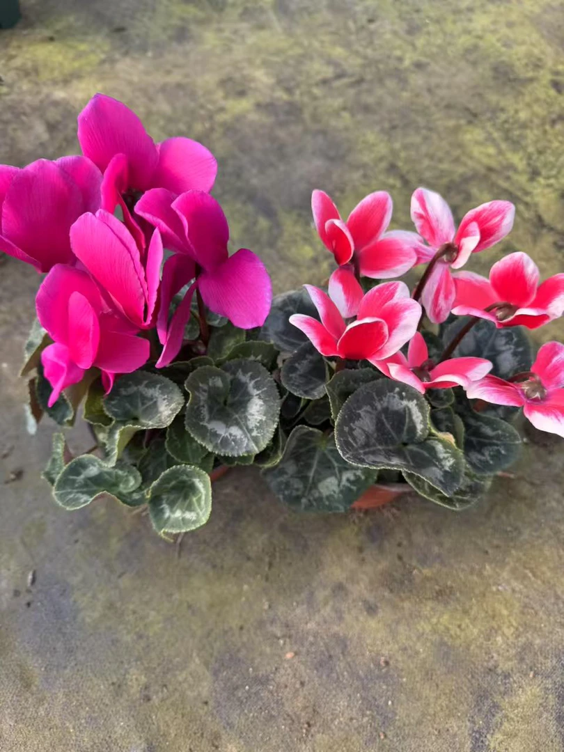 【梦幻红➕妖精紫】（120盆）仙客来室内