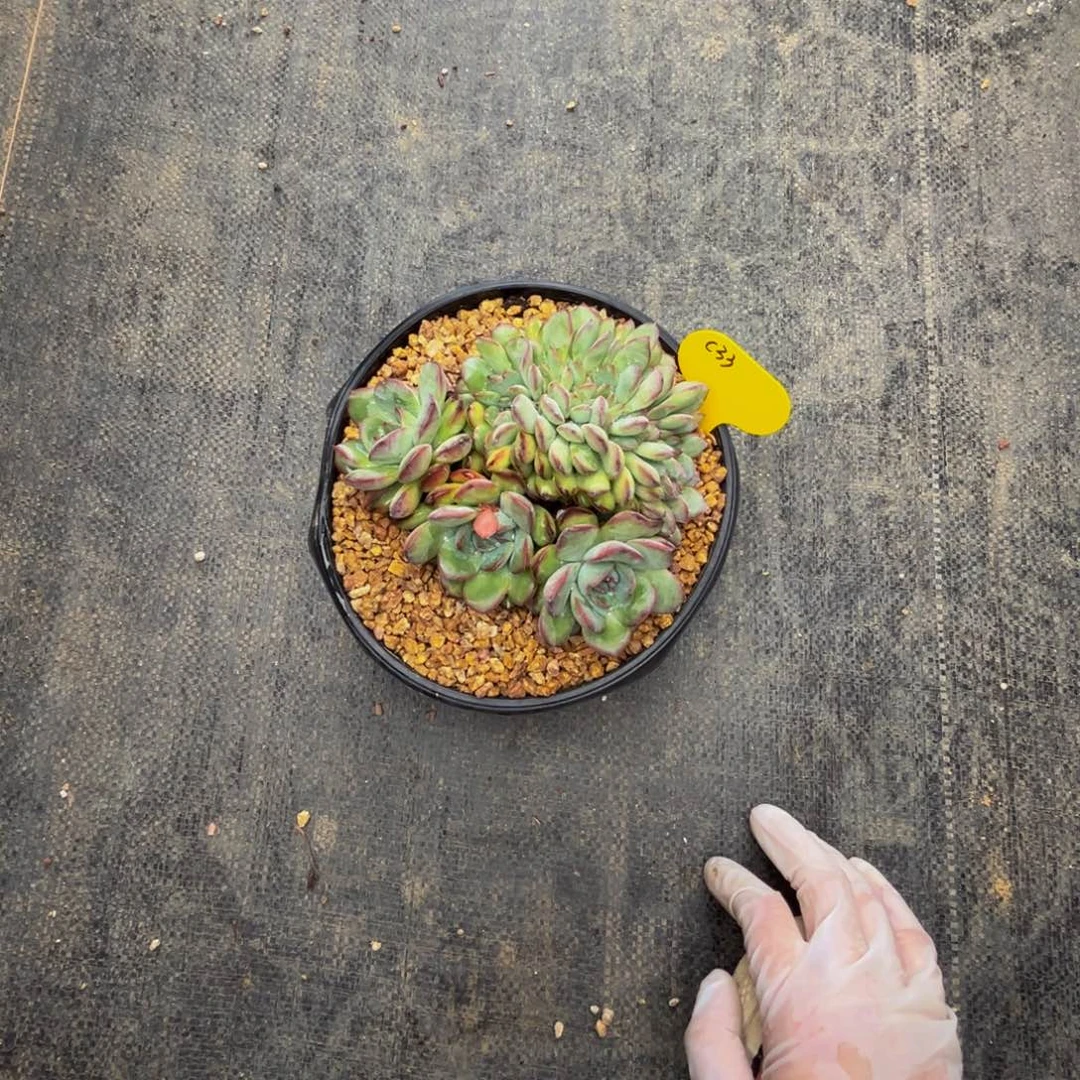 c33雪夜缀化呀呀呀