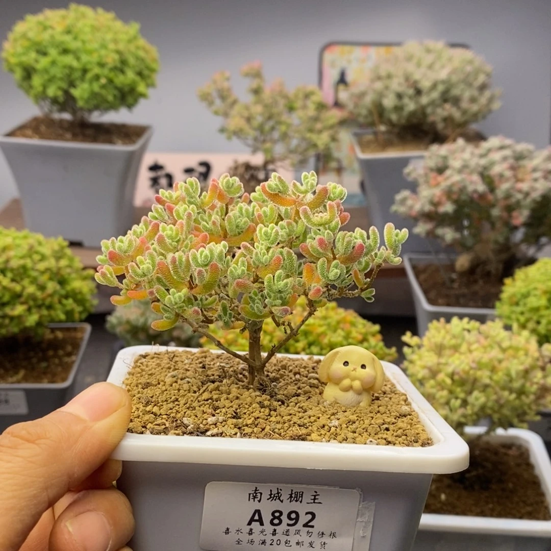 892优选冰晶枝干番杏