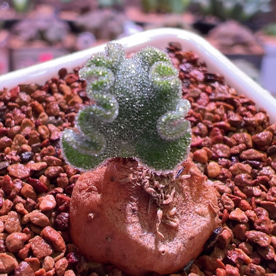 1156，冰晶海带，块根植物