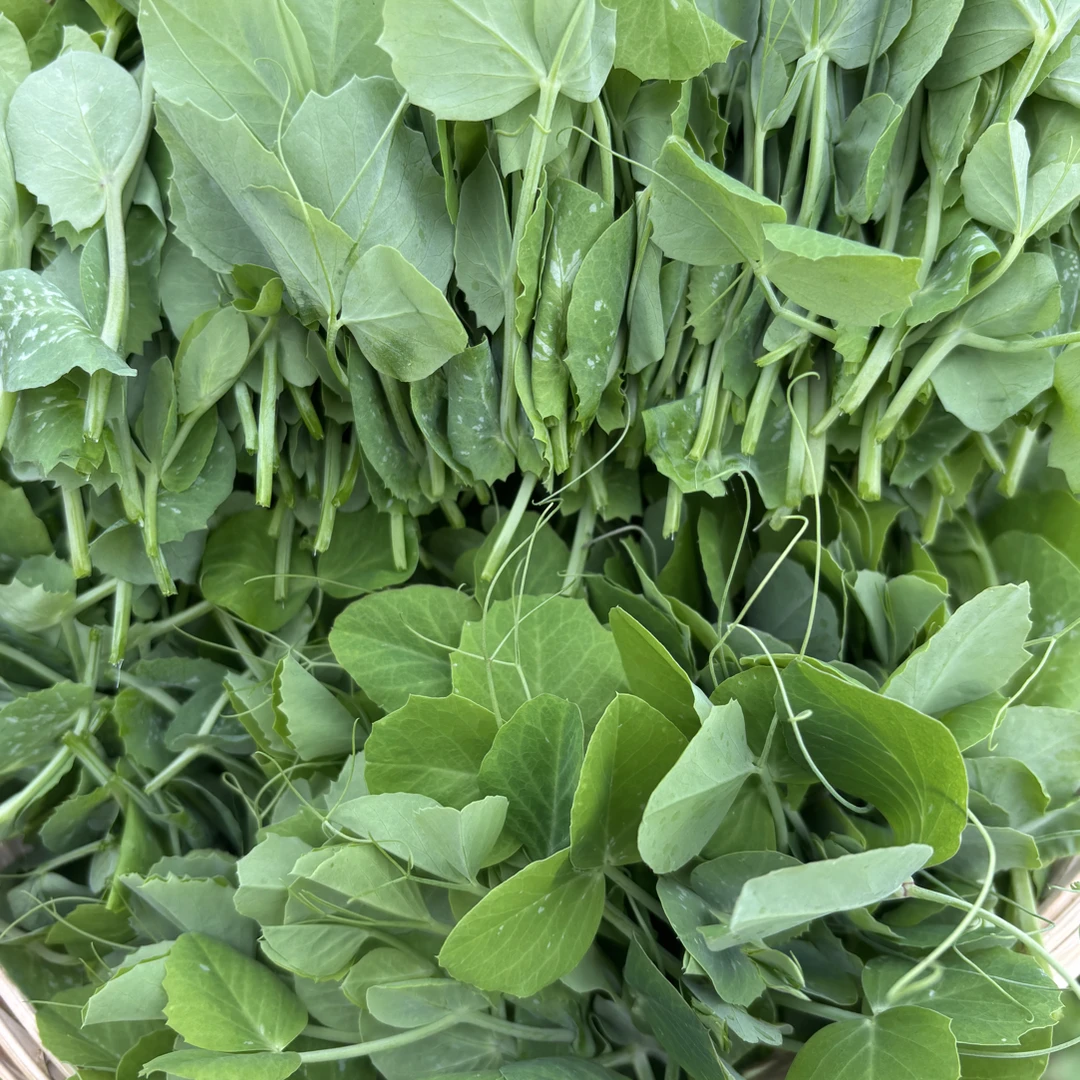 四川高品质新鲜豌豆尖农家自种现采现发当季蔬菜