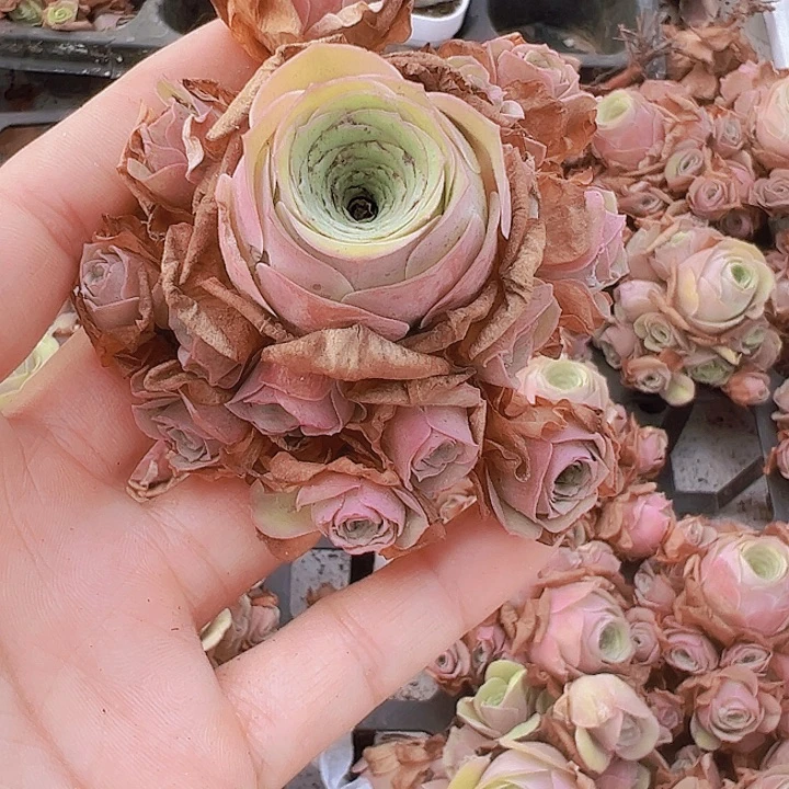 大卡罗琳一颗玫瑰19包邮