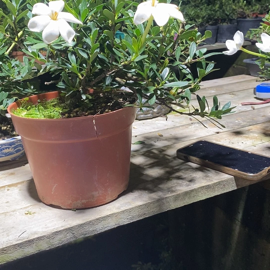 无花朵蚩*＊栀子花