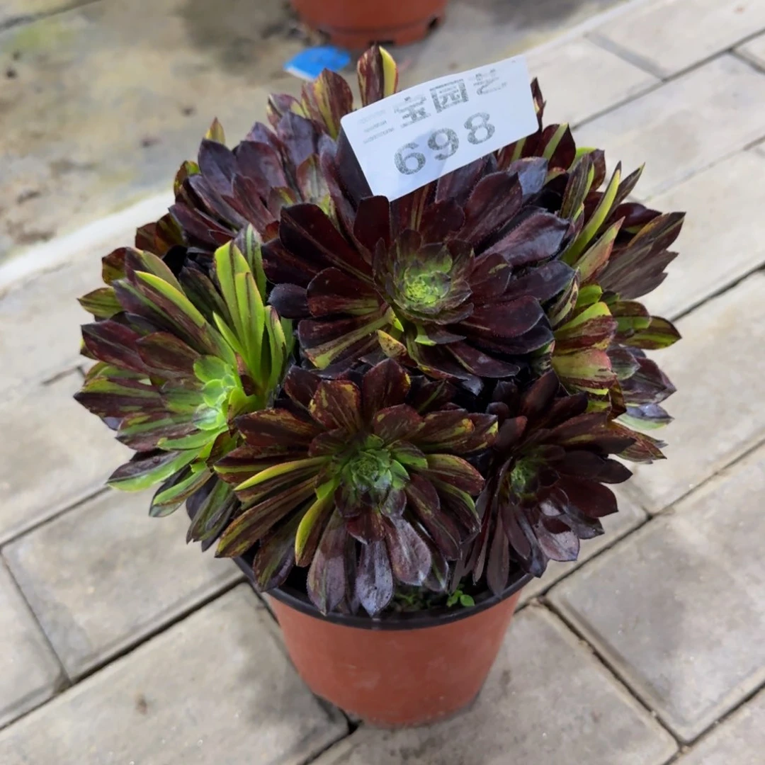 王**?多肉植物698莫兰迪