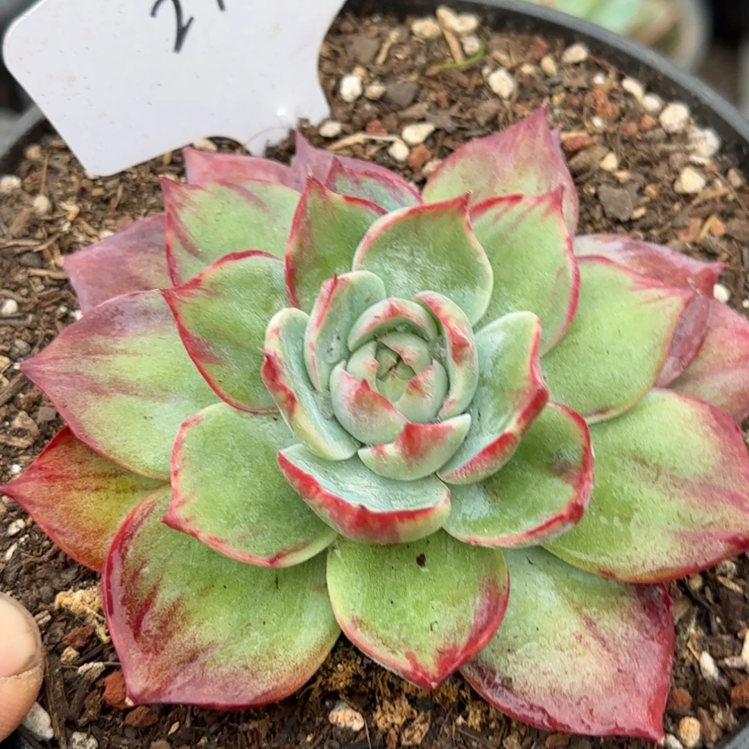 惊鸿一物一拍包装收缩花旱298