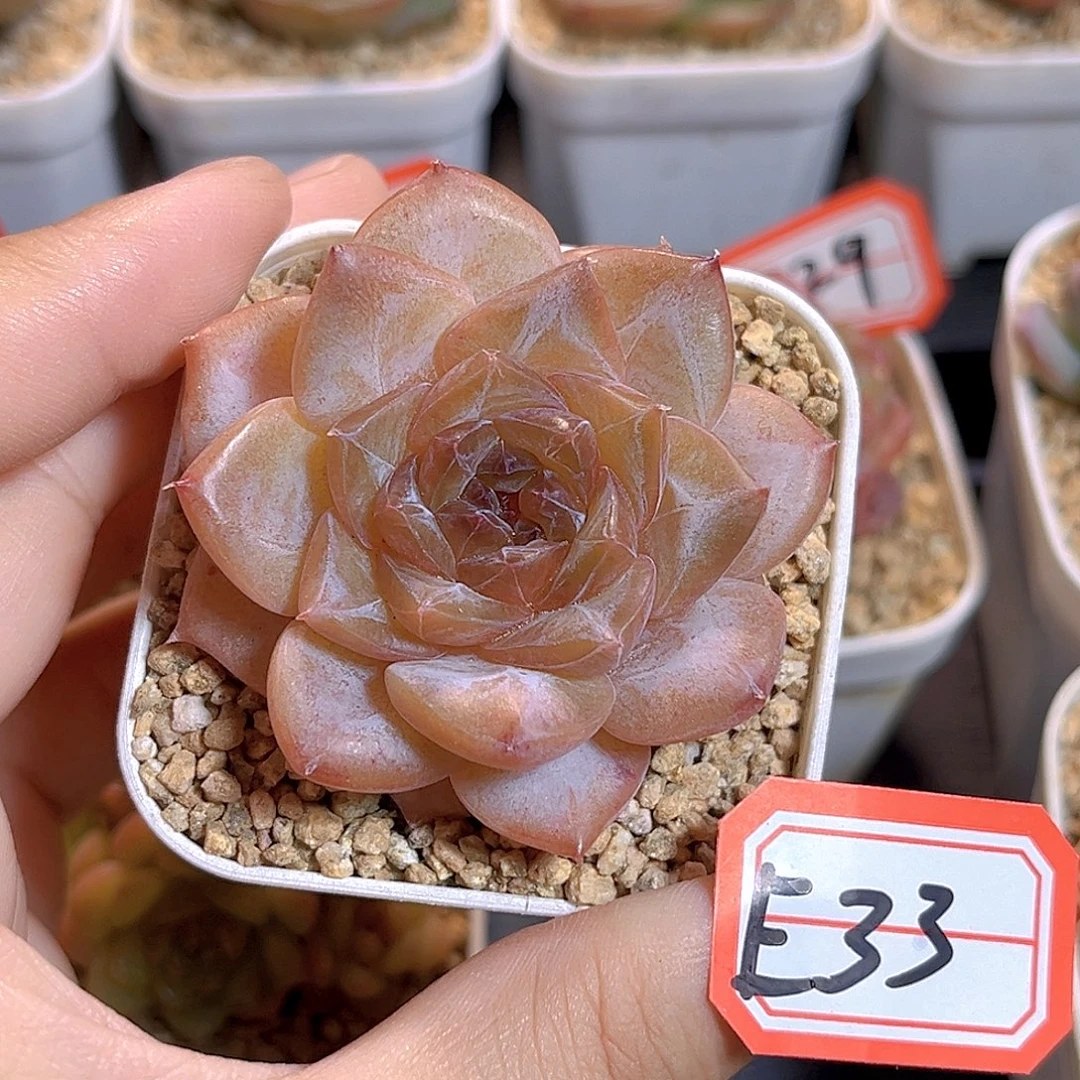 E33 一物一拍 橘子冰