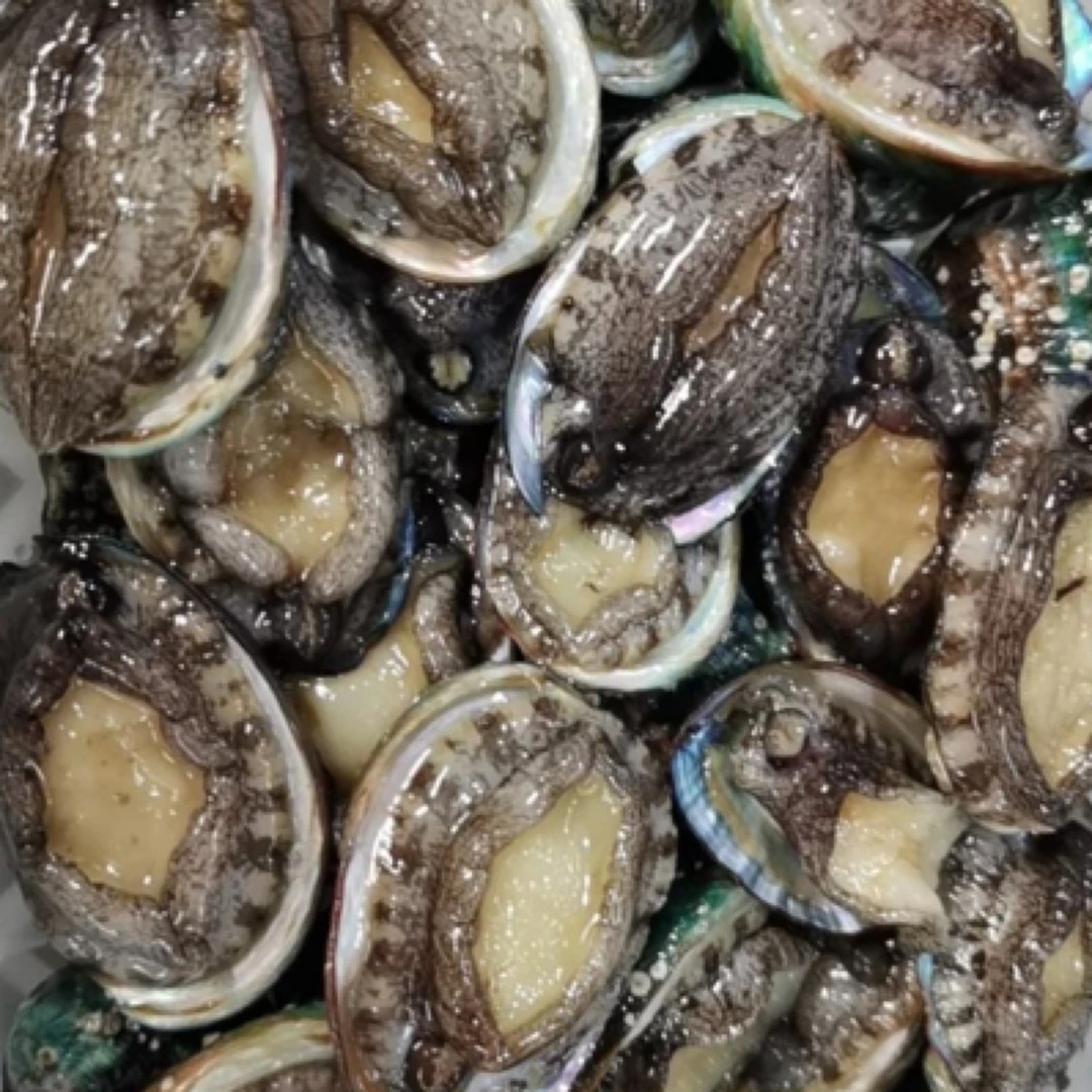 鲜活  精品宁德鲍鱼