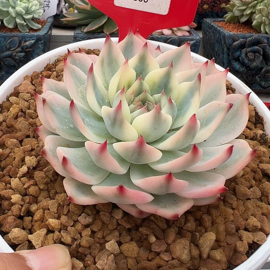 800号吉娃娃锦多肉植物