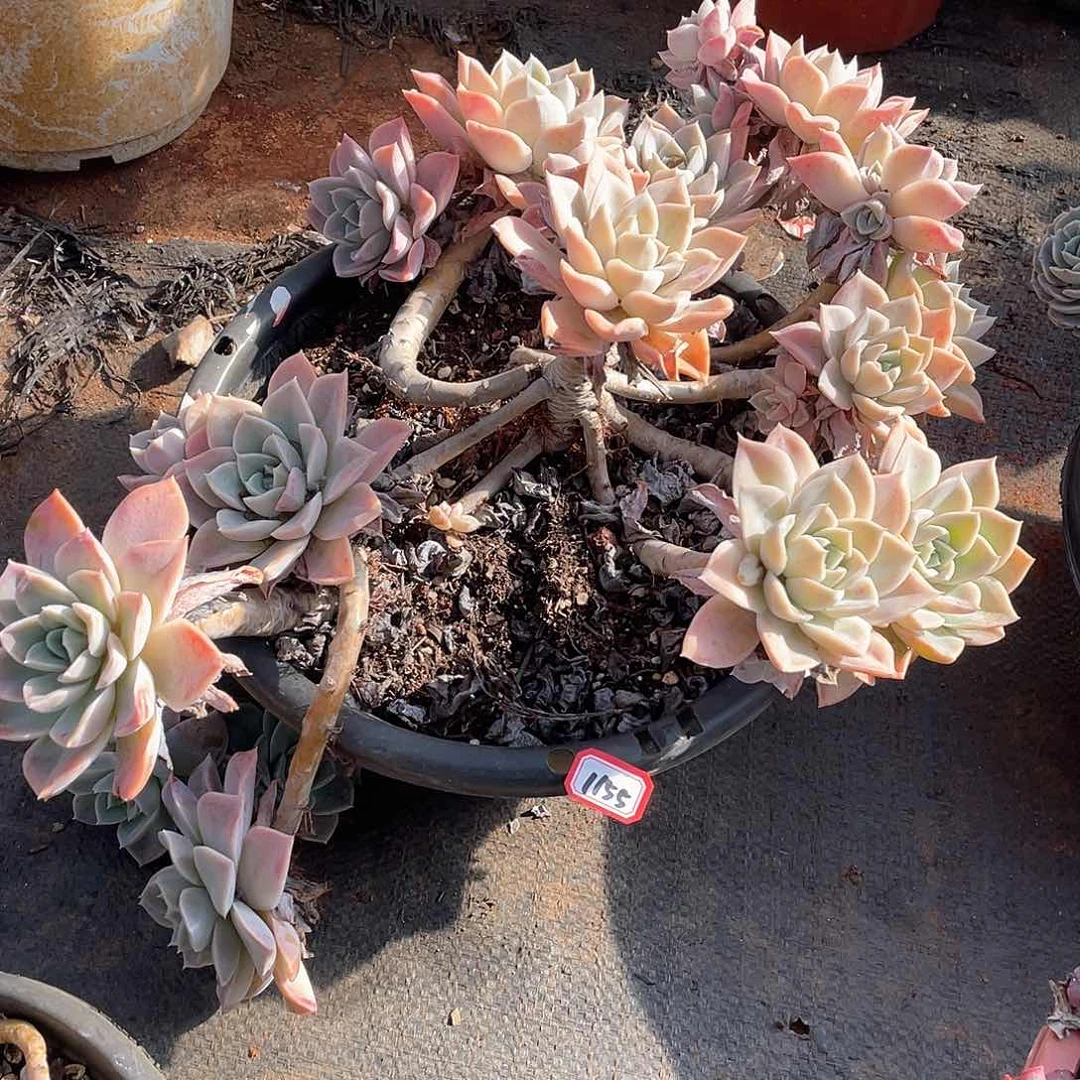 1155哈利 一物一拍多肉