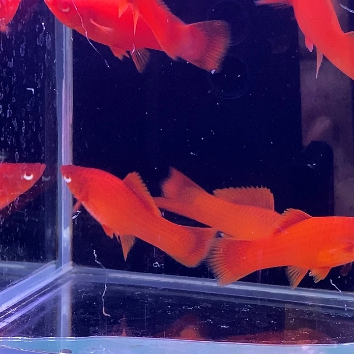 孔雀鱼红剑10条包邮