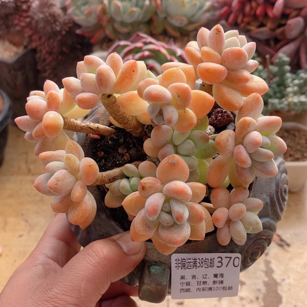 370香水洛神德华多肉
