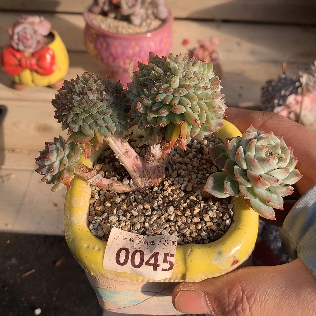 0045冰魄缀一颗11厘米