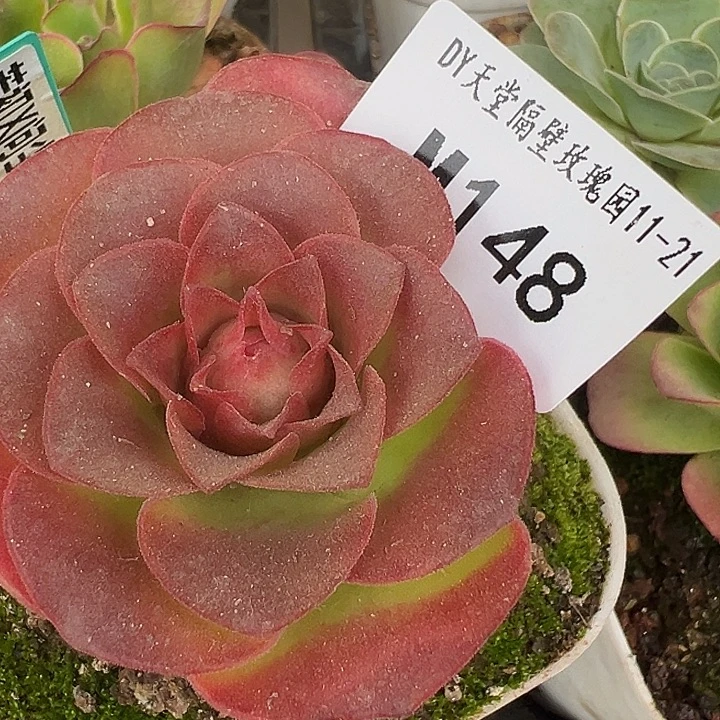 妮***苗苗三碗MS148若初杂各种