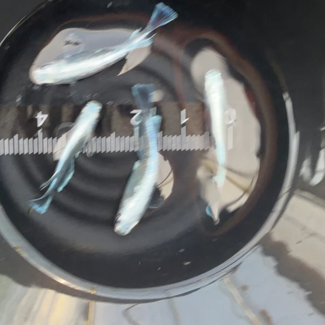 青鳉鱼观背青鳉33