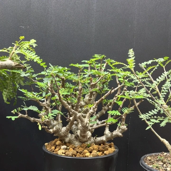沙漠苏木一物一拍