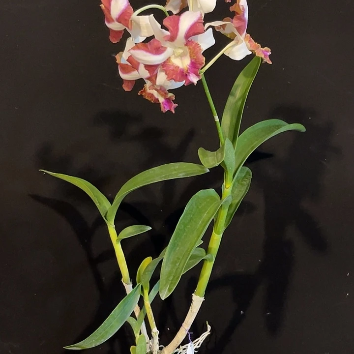 完全开放幸福美满2089个体龙王