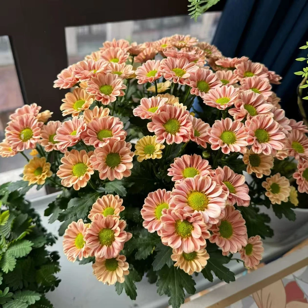 【玲珑菊】网红小菊盆栽切花品种(生花苞发货)