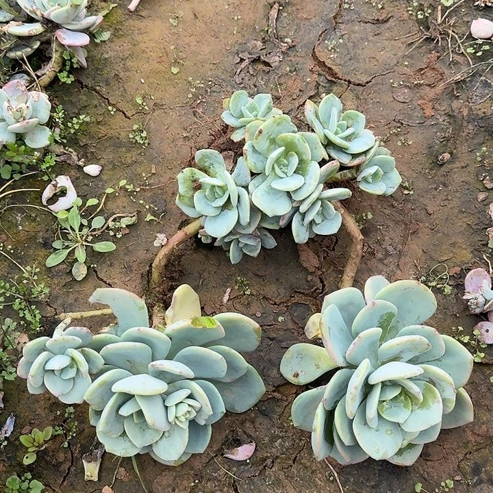 精品老桩白月光多肉