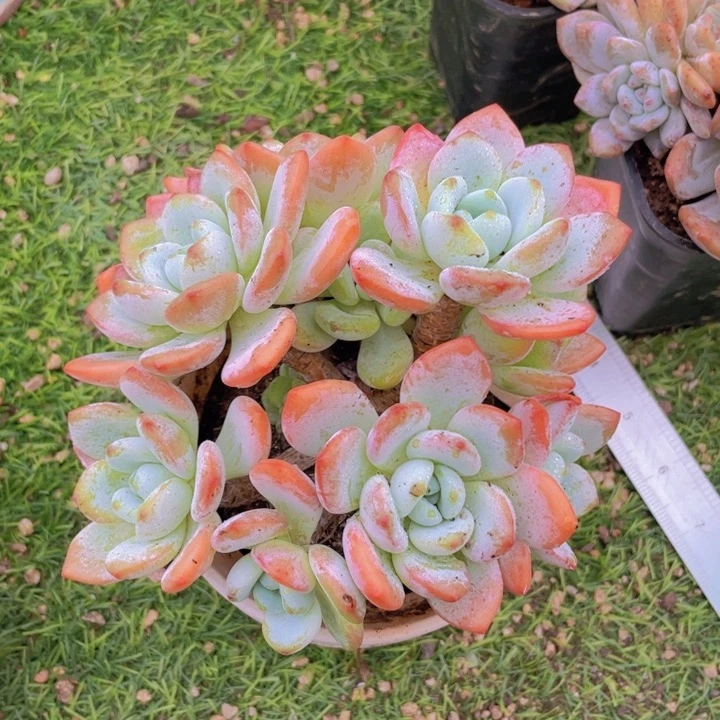冷香大老桩 金孔雀