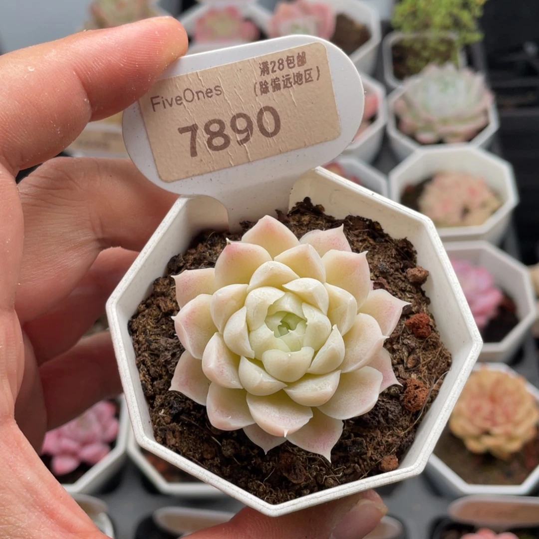 白月影7890-4.5厘米