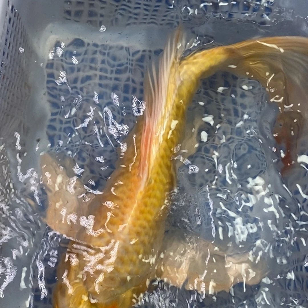 锦鲤冷水锦鲤包邮