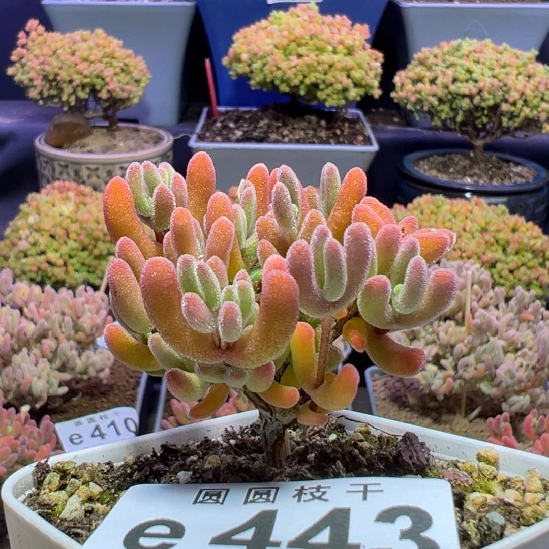 【闪购商品】e443不知道是啥的枝干