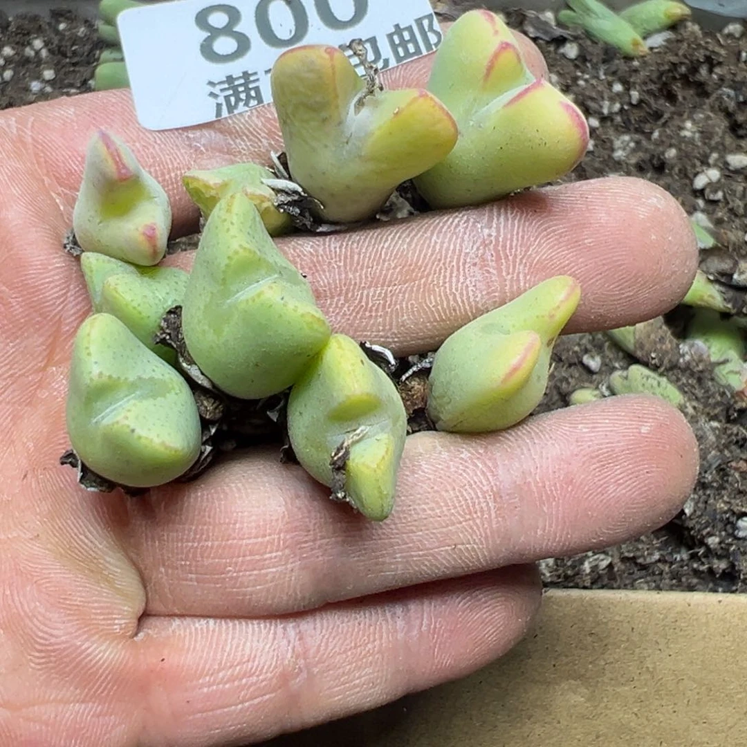 【闪购商品】 800。