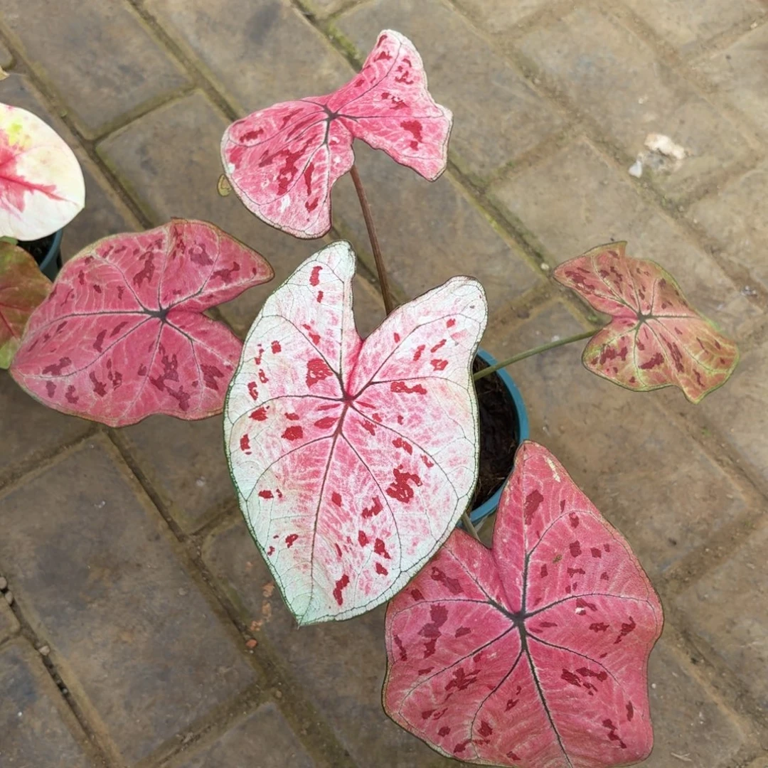 泰版草莓心53-1118