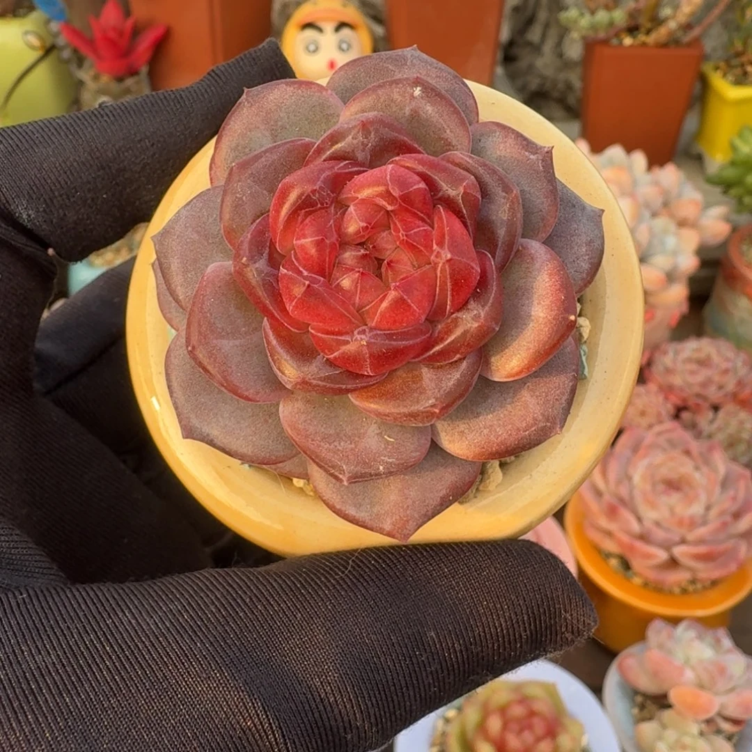 红曦珍妮 多肉含盆土 一物一拍
