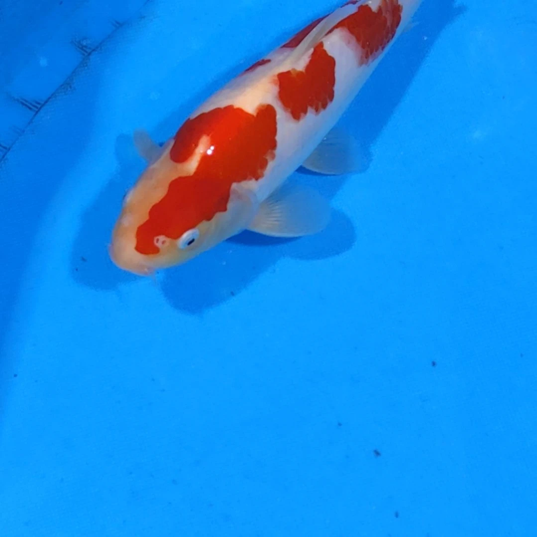 锦鲤28红白不寄养手术过