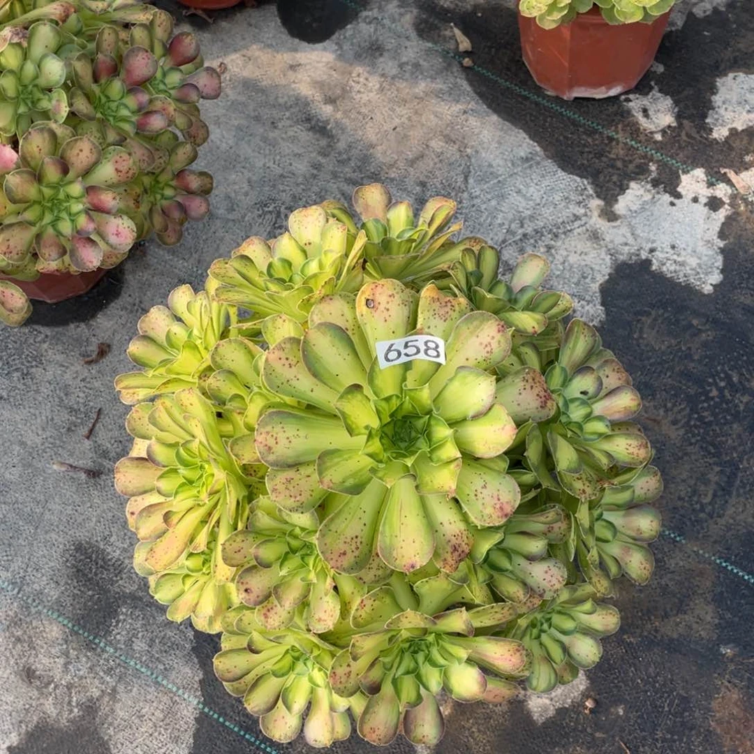 韶华叶片有斑点老桩